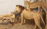 Afrika-Diorama-37 Löwe