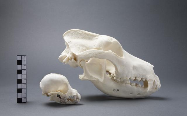 Hundeschädel aus der Sammlung