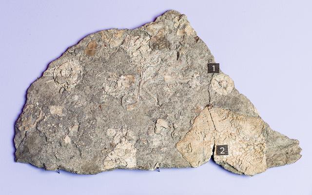 Ausstellung 5 Sterne Bild einer Steinplatte mit fossilen Neufunden