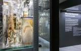 Die Wunderkammer bietet einen einzigartigen EInblick in unsere Sammlung