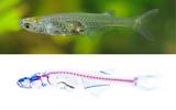 Danionella cerebrum: Comparison of live photo and cleared and stained fish 