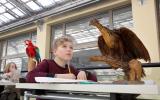 Naturhistorisches Museum Bern, Junge beim Abzeichnen eines Vogelpräparates
