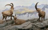 Naturhistorisches Museum Bern, Ausstellung Tiere der Schweiz, Steinbock Diorama