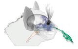 Aye-Aye (Daubentonia madagascariensis)