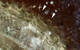 Archaeocyclotus brevivillosus sp. nov.