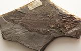 Fossil_Quastenflosser_Libys-callolepis