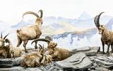 Alpensteinbock_TierederSchweiz_Dioramen