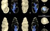 Carychium nashuaense