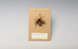 Neugeschaffene Insektenart