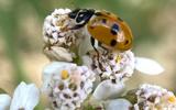 Insektensafari_Marienkäfer_Christine-Moor.jpg