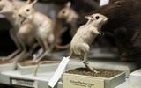 Springmaus aus der Sammlung