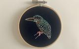 Eisvogel