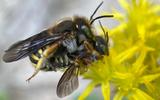 Wollbienen