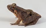 Frosch mit Kaulquappen auf dem Rücken