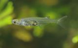 Danionella cerebrum: Der Fisch, dem man ins Gehirn sieht