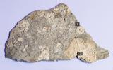 Ausstellung 5 Sterne Bild einer Steinplatte mit fossilen Neufunden