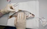 Präparatorium Naturhistorisches Museum Bern Fisch Project Lac taxidermie poisson animal