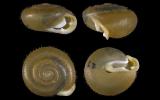 Isognomostoma isognomostomos est l'un des rares escargots à avoir une coquille poilue.
