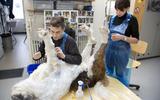 Naturhistorisches Museum Bern Bernhardiner Latt Hund Präparatorium chiens taxidermie