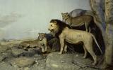Naturhistorisches Museum Bern Tiere Afrikas