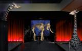 Le squelette de l’éléphant de Morat fait des tours de pistes dans le carrousel des ossements.