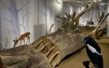 Naturhistorisches Museum Bern, Ausstellung Picas Nest, Elster schaut auf den Ausstellungsraum