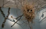 Naturhistorisches Museum Bern, Ausstellung Picas Nest, Elstern Nest