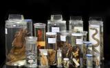 Die neue Schausammlung