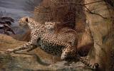 Naturhistorisches Museum Bern, Ausstellung Afrika, Gepard Diorama