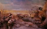 Naturhistorisches Museum Bern, Ausstellung Afrika, Raubtiere Diorama