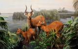 Naturhistorisches Museum Bern, Ausstellung Afrika, Sumpfbock Diorama