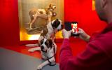 Naturhistorisches Museum Bern, Barry der legendäre Bernhardinerhund, zwei Bernhardinerhunde vor der Barry Vitrine