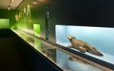 Naturhistorisches Museum Bern, Ausstellung Flossen-Füsse-Flügel, Ein Blick in die Ausstellung