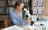 Naturhistorisches Museum Bern, Forscherin untersucht eine Wespe unter dem Mikroskop