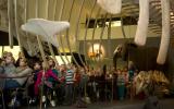 Naturhistorisches Museum Bern, Tiergeschichten im Skelettsaal