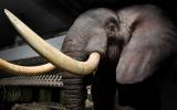 Naturhistorisches Museum Bern, Ausstellung die grosse Knochenschau, afrikanischer Elefant
