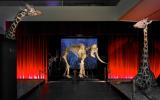 Naturhistorisches Museum Bern, Ausstellung die grosse Knochenschau, Skellett Karussell