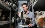 Naturhistorisches Museum Bern, Manuel Schweizer hält ein Vogelpräparat aus der Sammlung in den Händen