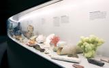 Naturhistorisches Museum Bern, Ausstellung Steine der Erde, Vitrine mit Vielfalt an ausgestellten Mineralien