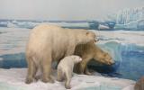 Naturhistorisches Museum Bern, Tiere des Nordens, Eisbären Diorama
