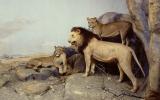 Naturhistorisches Museum Bern, Ausstellung Afrika, Löwen Diorama