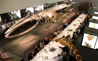Naturhistorisches Museum Bern, Durch die Gänge, Grosse Tafelrunde im Skelettsaal