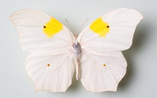 Naturhistorisches Museum Bern, Ausstellung Käfer& Co., Bunter Weissling
