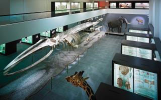 Naturhistorisches Museum Bern, Ausstellung die grosse Knochenschau, Raum von oben