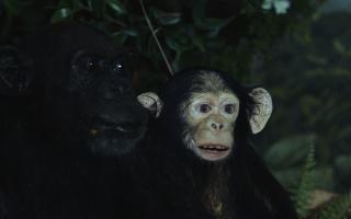 Naturhistorisches Museum Bern, Büsu 4, sprechender Affe
