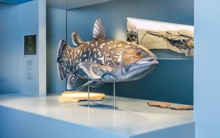 Naturhistorisches Museum Bern, Ausstellung Flossen-Füsse-Flügel, Chamäleon fängt Fliege
