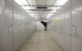 Naturhistorisches Museum Bern, Kaffernbüffel schaut aus dem Sammlungskompakt