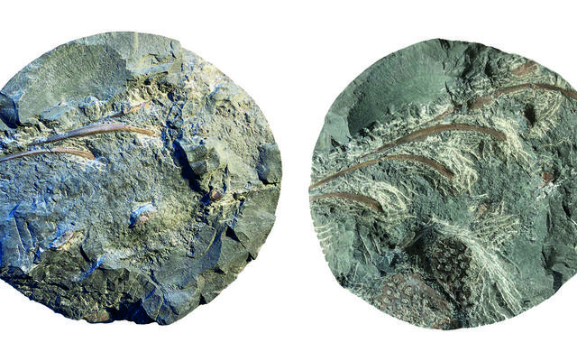 Das Fossilfragment nach 4 Stunden Präparation (links) und zum heutigen Stand. Der Bohrkerndurchmesser beträgt 96 Millimeter.