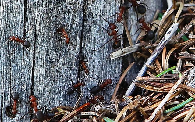 Strunkameise Formica truncorum