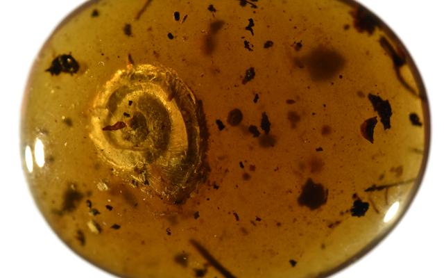 Archaeocyclotus brevivillosus sp. nov.